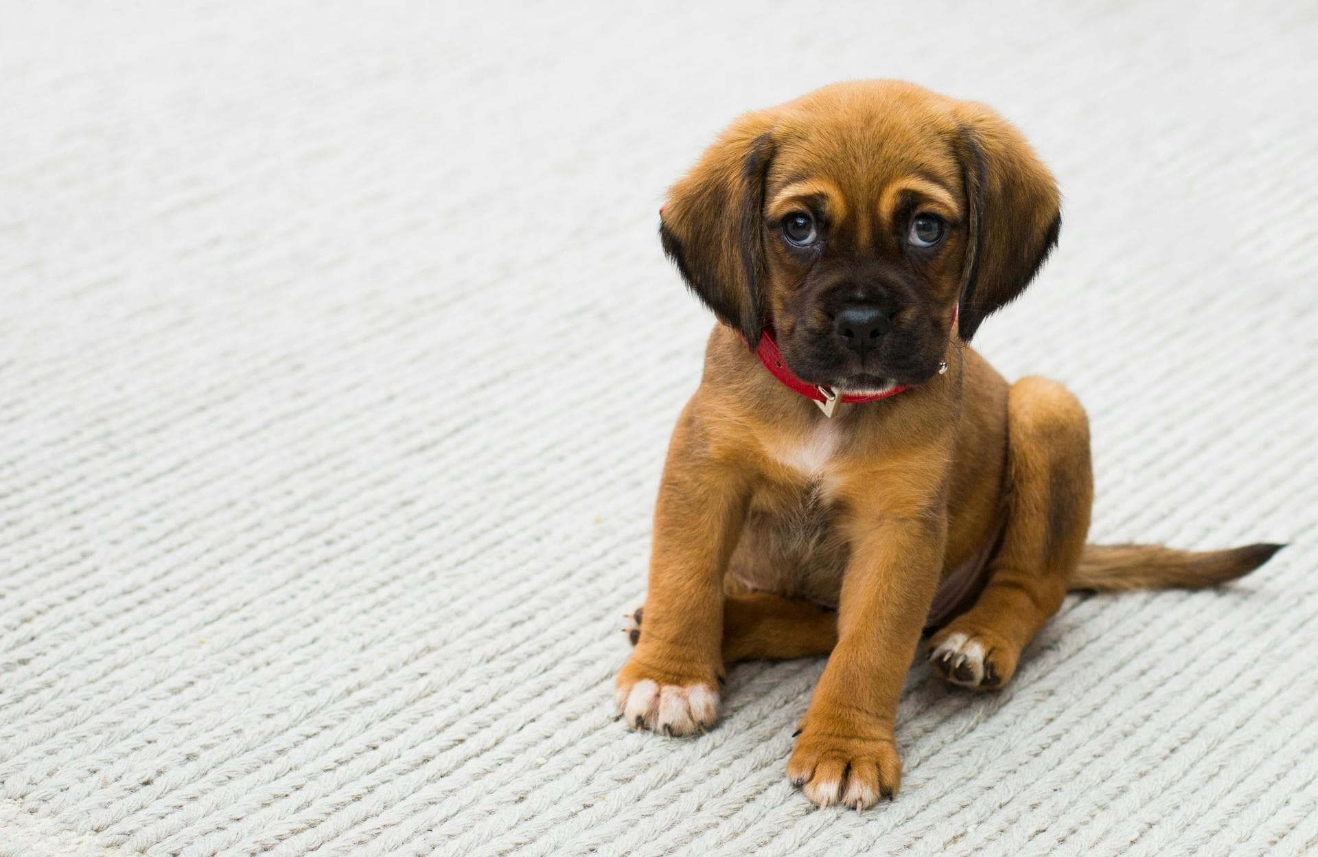 Follow-up Vet Appointment Prices in Swansea