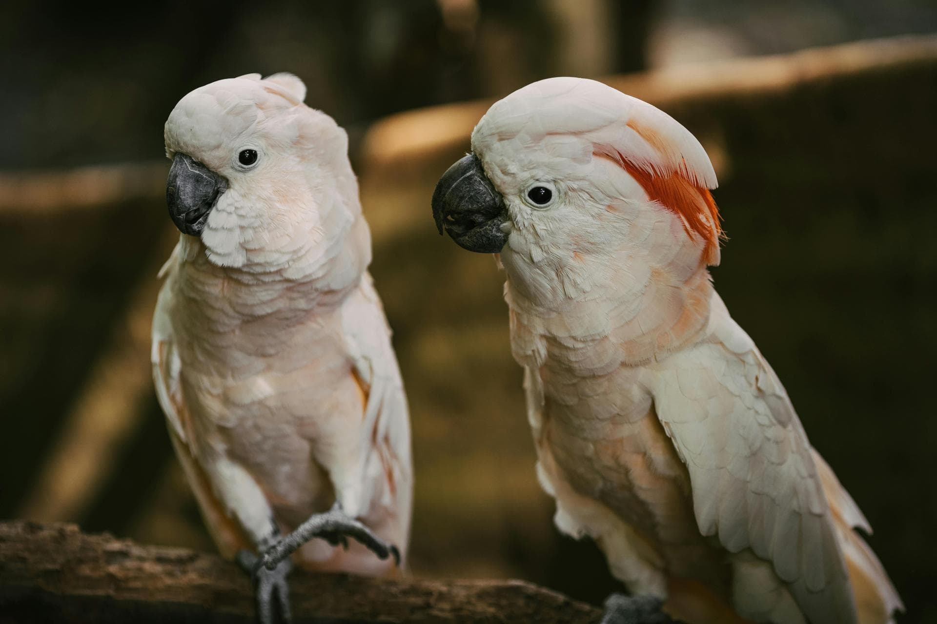 Two cockatoos on branch