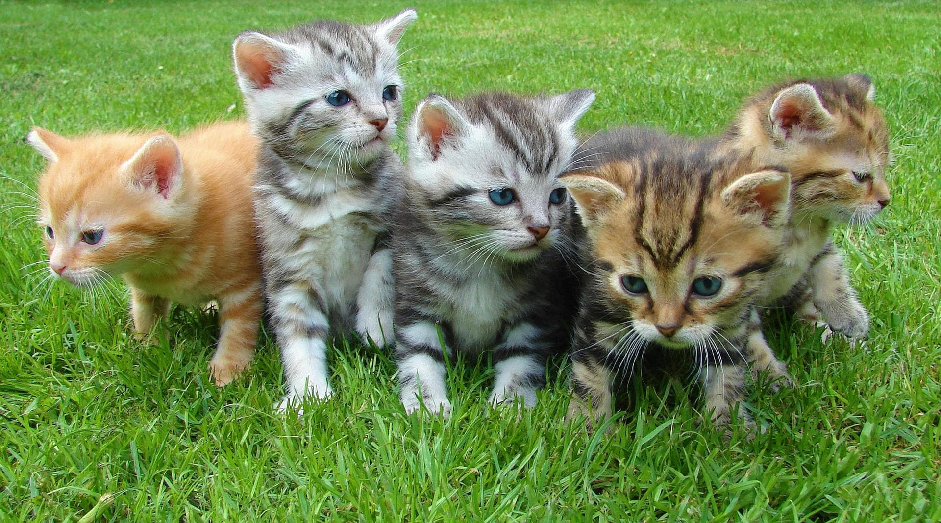 Emergency Vets in Swansea
