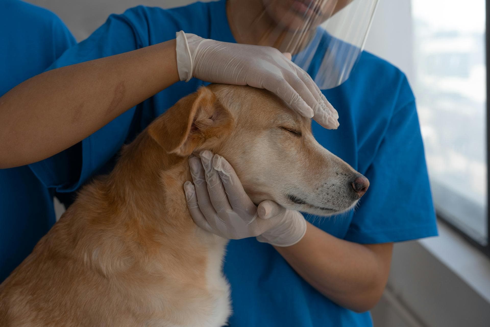 Emergency Vets in Swansea