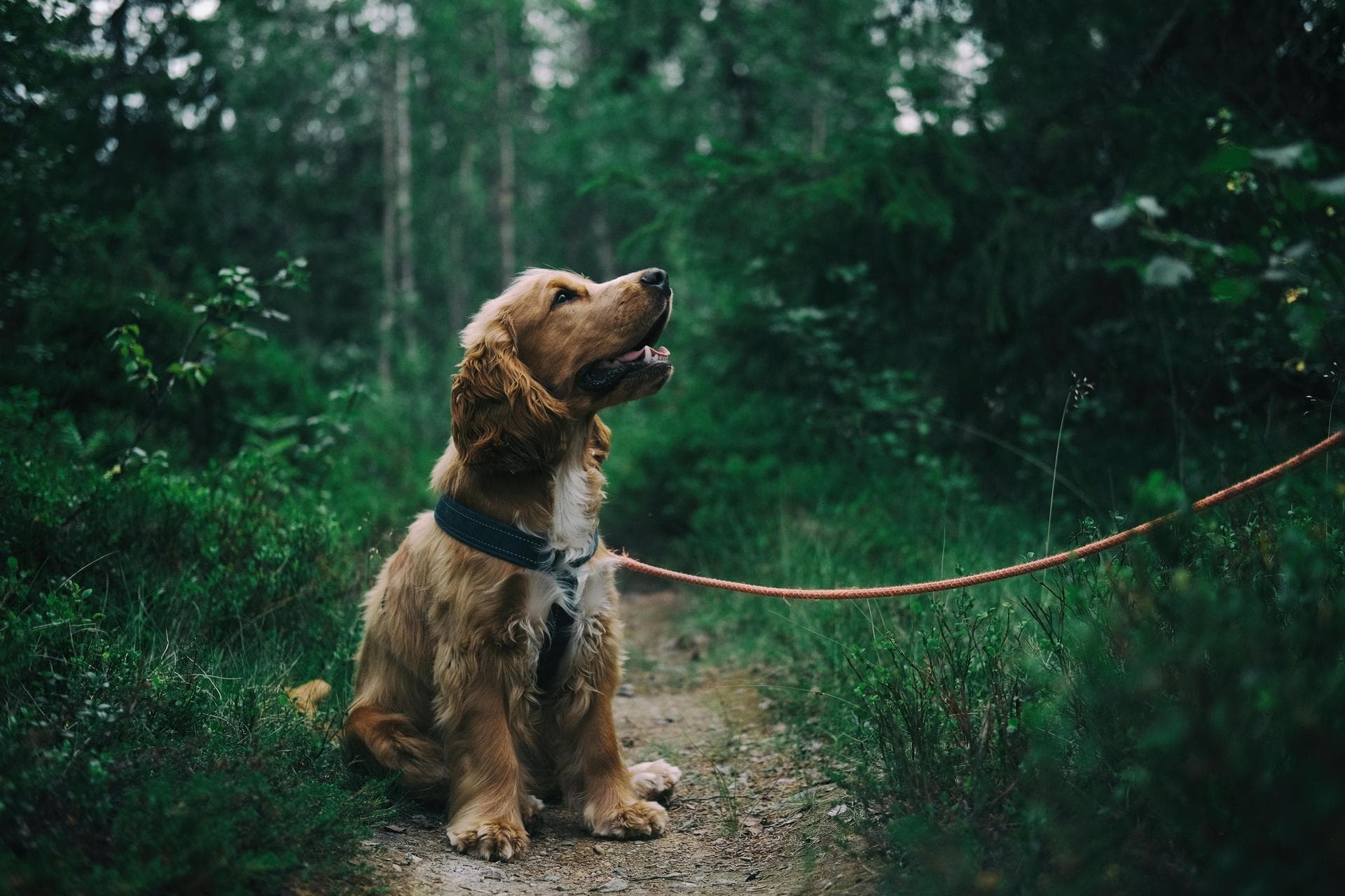 Dog Euthanasia Put Down Prices in Swansea