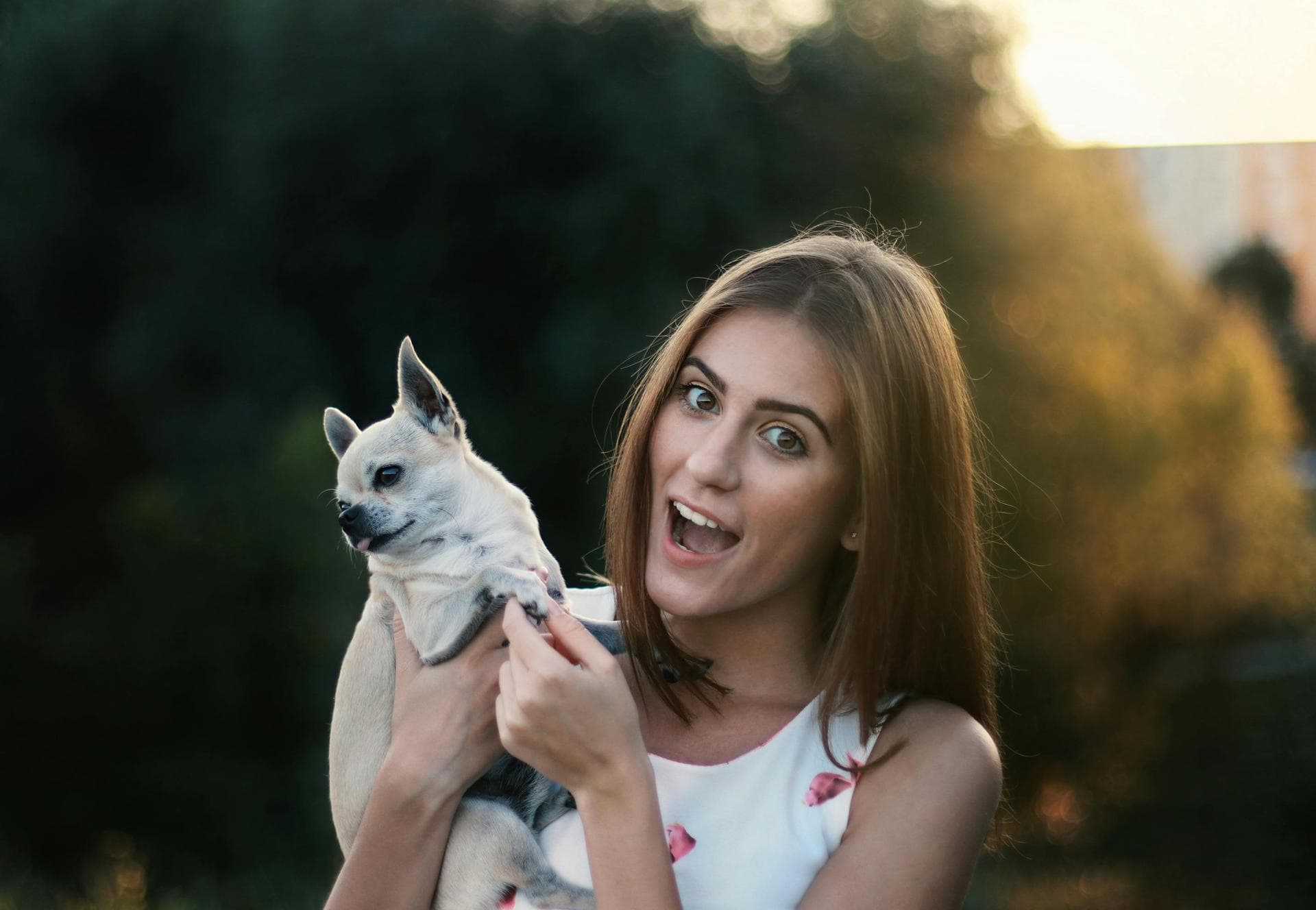 Dog Euthanasia Put Down Prices in Swansea