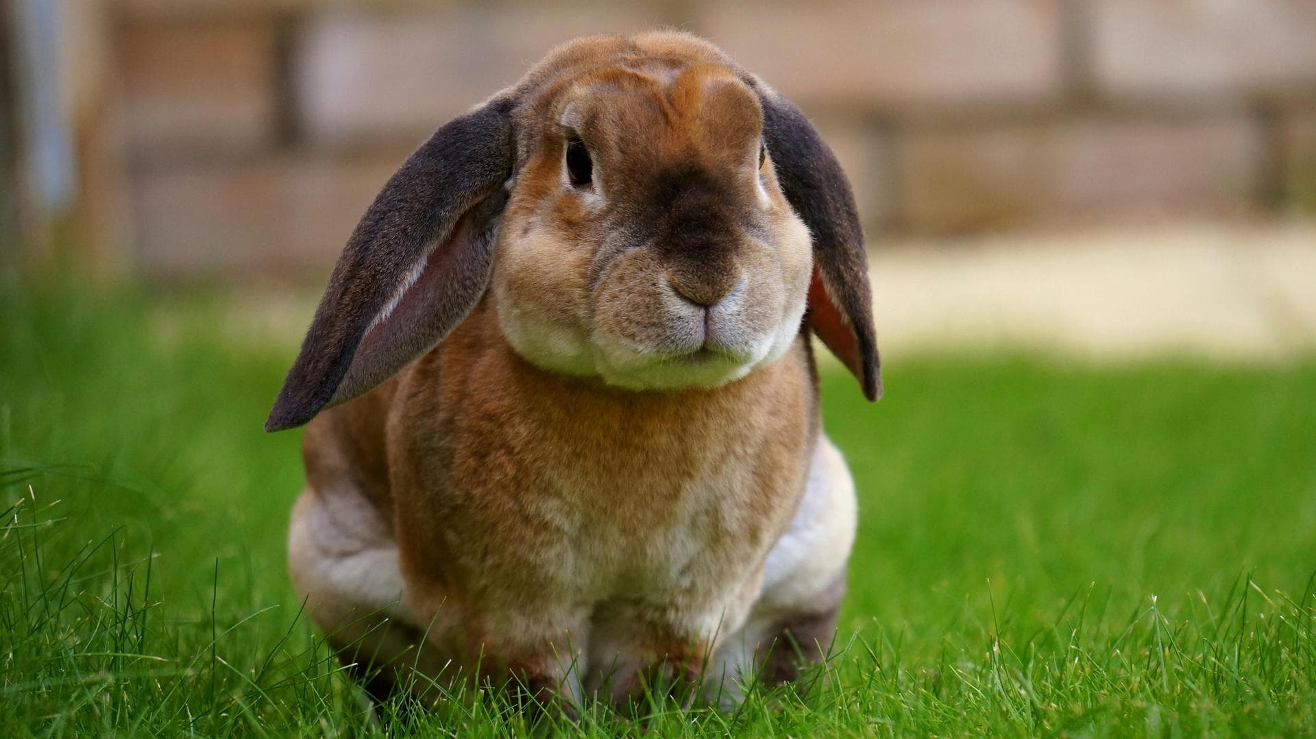 Pet Microchipping Prices in Swansea